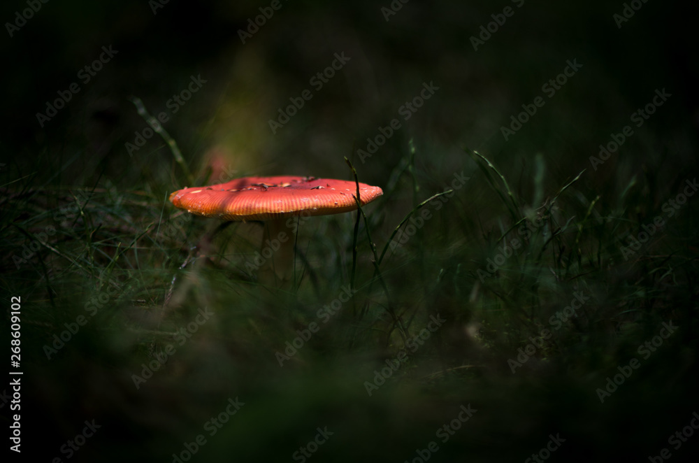 Detail of isolated fly amanita (fly agaric) mushroom Detail of isolated fly amanita (fly agaric) mushroom
