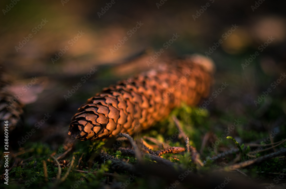Pine cone lying in forest