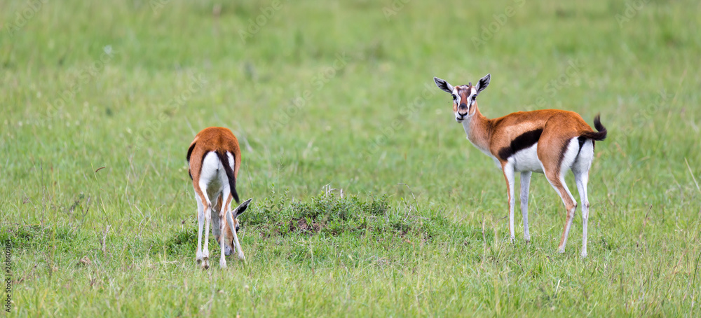 Thomson Gazelle in the Kenyan savannah amidst a grassy landscape Thomson Gazelle in the Kenyan savannah amidst a grassy landscape