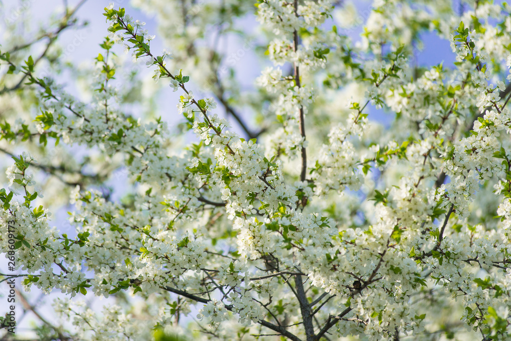 Blooming cherry with white flowers against the blue sky.