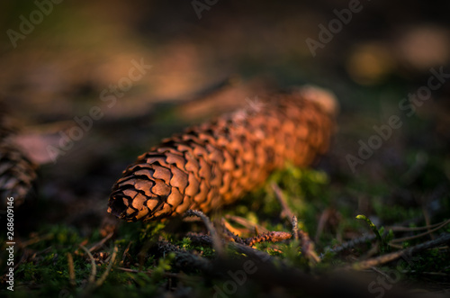Pine cone lying in forest