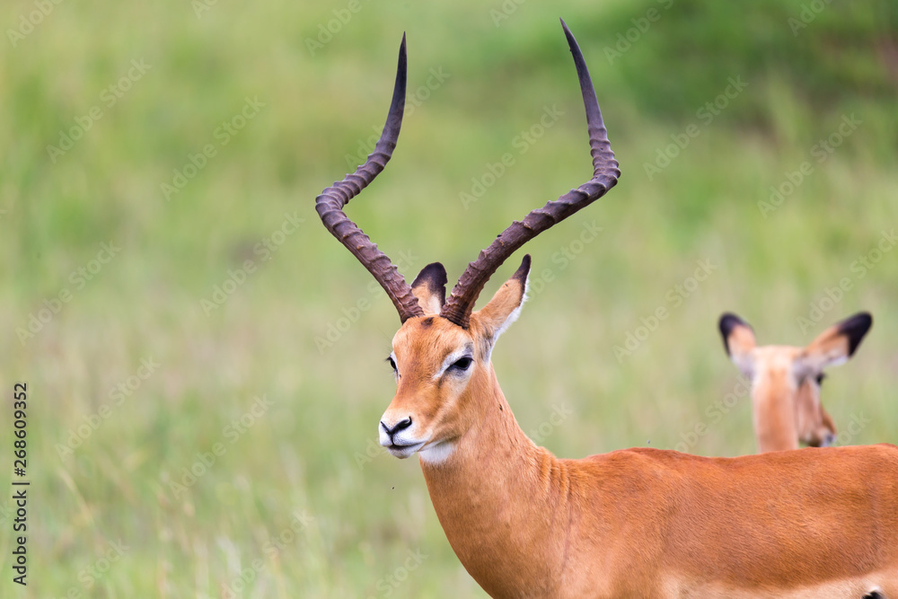 A lot of Impala antelopes in the grass landscape of the Kenyan savanna A lot of Impala antelopes in the grass landscape of the Kenyan savanna