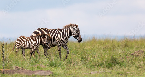 A Zebra family grazes in the savanna in close proximity to other animals