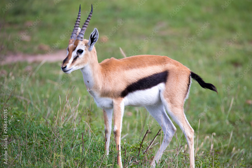 Thomson Gazelle in the Kenyan savannah amidst a grassy landscape Thomson Gazelle in the Kenyan savannah amidst a grassy landscape