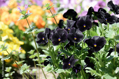 Pansy - Viola x wittrockiana. dark purple  color.