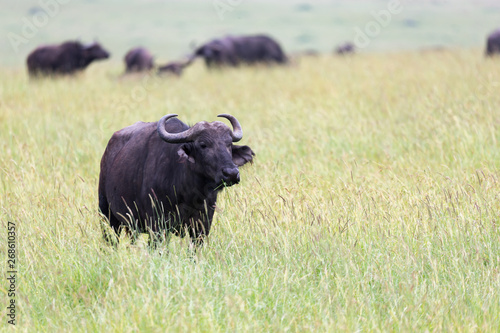 Big Buffalos are standing in the grass and grazing in the savannah of Kenya