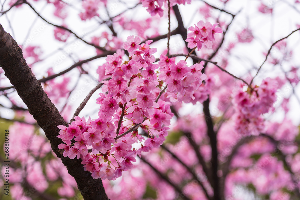 Sakura, Cherry Blossom flower in spring season Sakura, Cherry Blossom flower in spring season