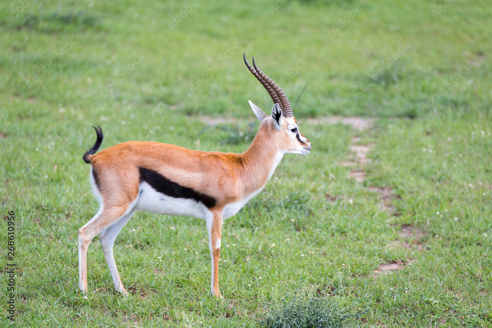 Thomson Gazelle in the Kenyan savannah amidst a grassy landscape Thomson Gazelle in the Kenyan savannah amidst a grassy landscape