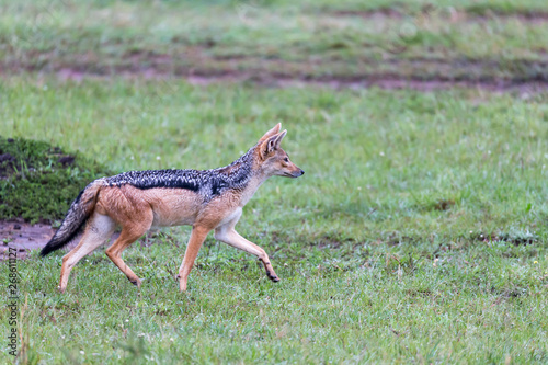 A jackal in the savannah of Kenya
