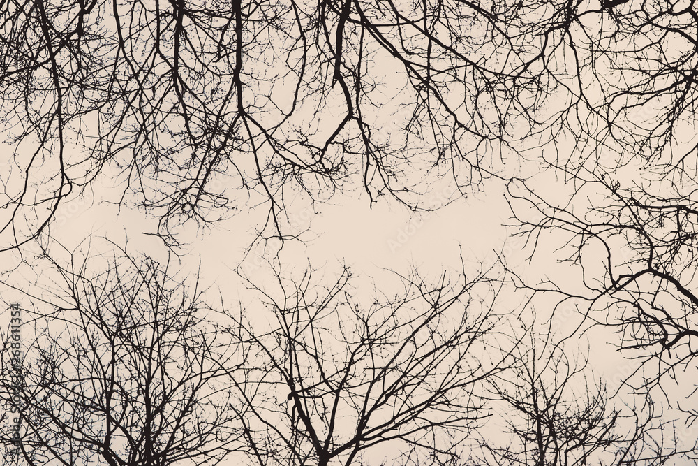 Tree branches/ twigs in winter - view from below Tree branches/ twigs in winter - view from below