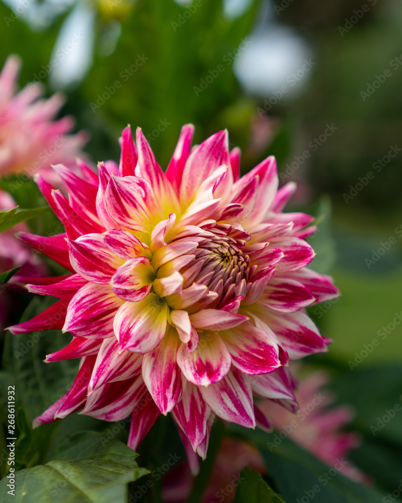 Fototapeta premium The Dahlia Cha Cha flower, a Semi Cactus type variety hybrid with white and dark red colors, in full bloom on a green background.