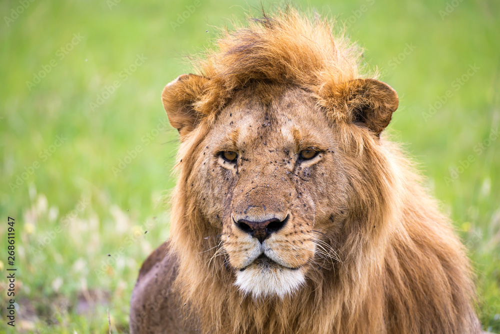 A close-up of the face of a lion in the savannah of Kenya