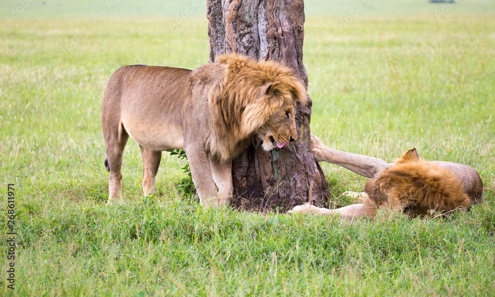 Two big lions show their emotions to each other in the savanna of Kenya Two big lions show their emotions to each other in the savanna of Kenya