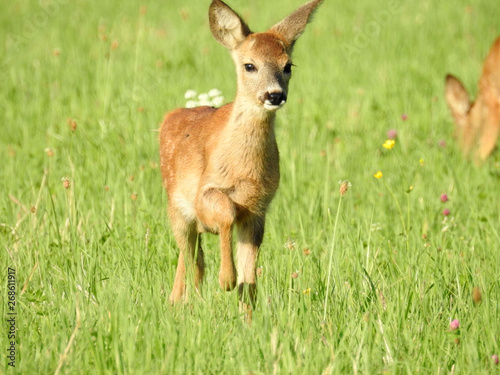 Deer on field, looking, eating