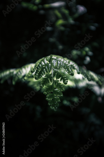 well good morning tiny fern