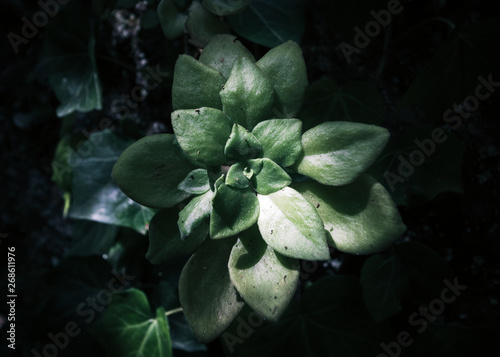 Discovery in the undergrowth