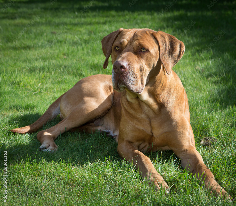 Dog laying on the lawn