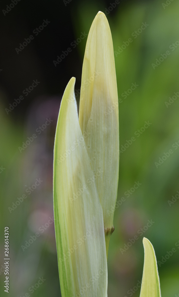 Obraz premium Macro image of a flag iris within a bog garden