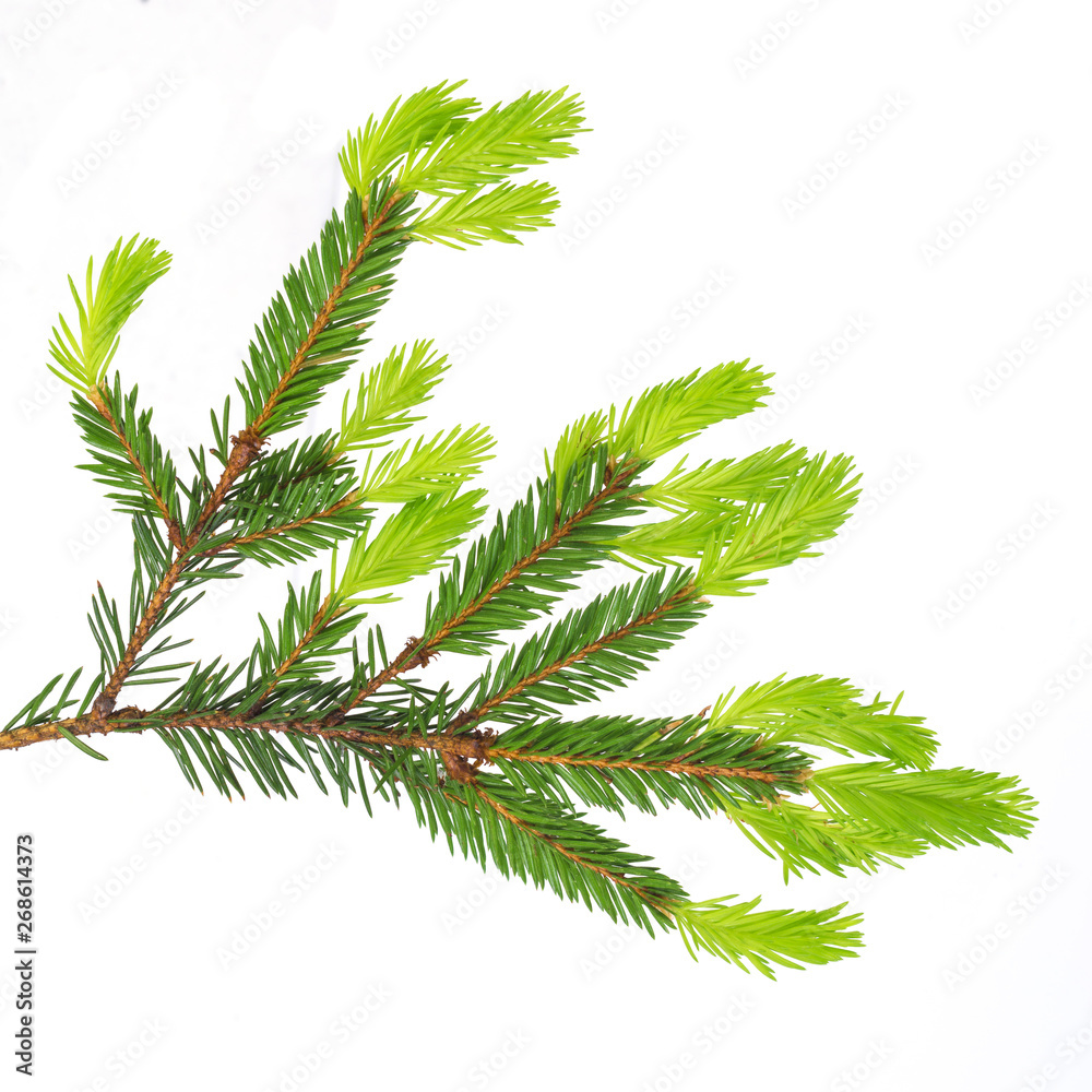 Fir branches on white background. Young spruce shoots. Coniferous essential oil is used for medicinal purposes. Isolated on white Fir branches on white background. Young spruce shoots. Coniferous essential oil is used for medicinal purposes. Isolated on white