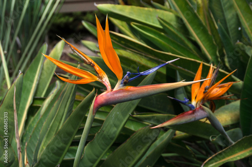 Insects on strelitzia in botanical garden