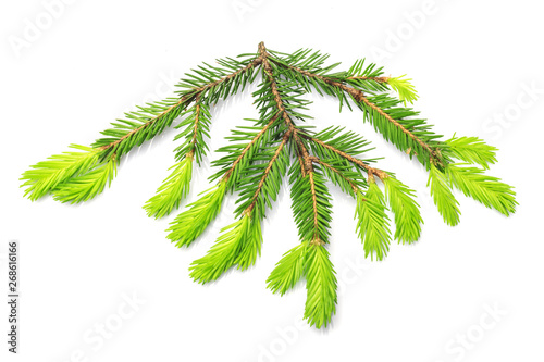 Fir branches on white background. Young spruce shoots. Coniferous essential oil is used for medicinal purposes.