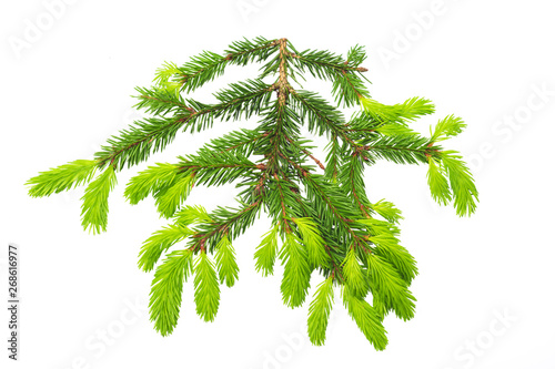 Fir branches on white background. Young spruce shoots. Coniferous essential oil is used for medicinal purposes. Isolated on white
