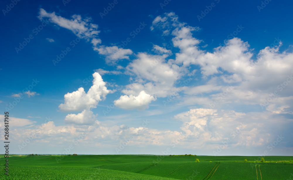 Fototapeta premium Blue cloudy sky over a green field