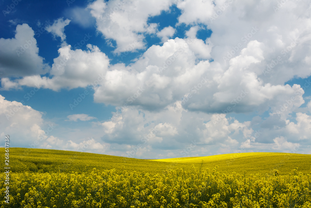 Yellow rapeseed field under blue sky with clouds. Ukraine, Volhynia Yellow rapeseed field under blue sky with clouds. Ukraine, Volhynia