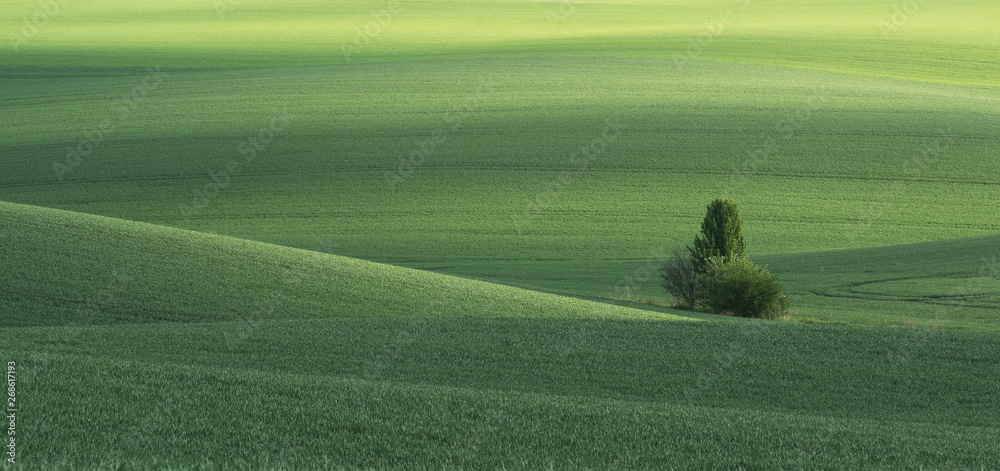 Spring green field and tree. Ukraine, Volhynia