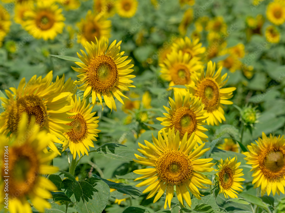 Sunflower field Sunflower field