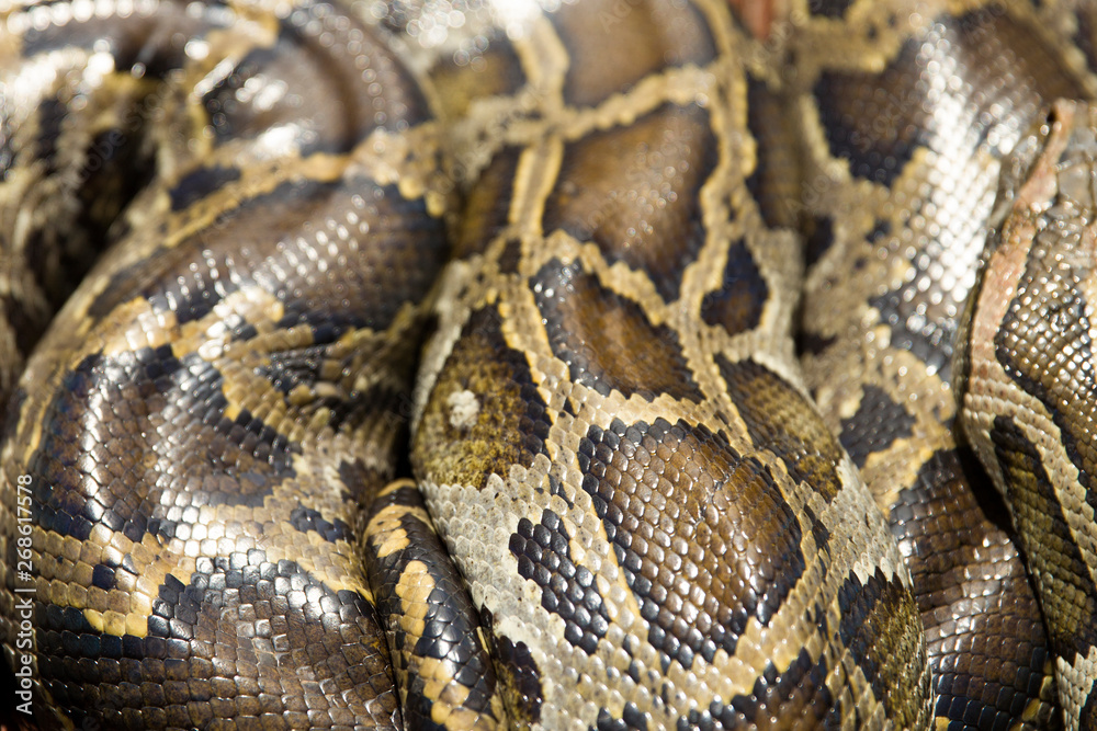 Obraz premium Closeup view at python snake