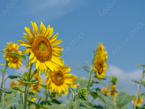 Sunflower field