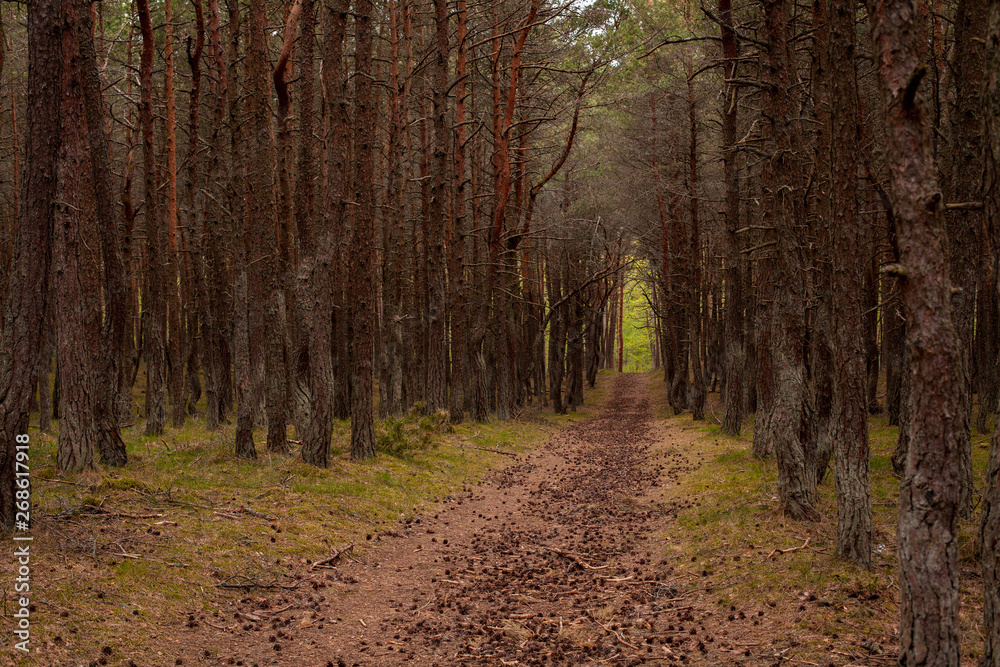 spruce tree trunks in the forest