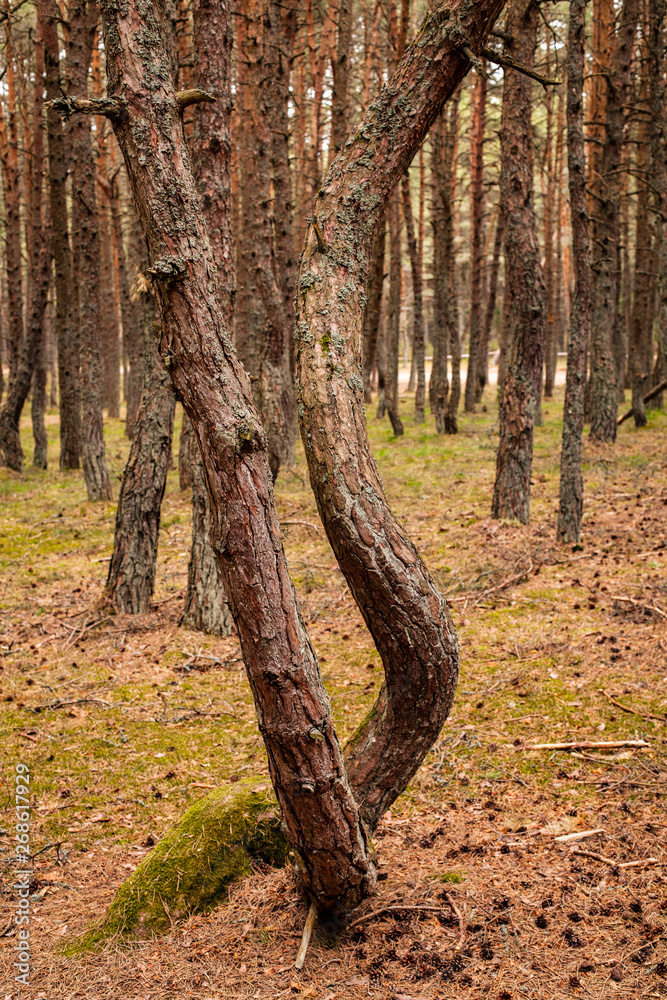 Obraz premium spruce tree trunks in the forest