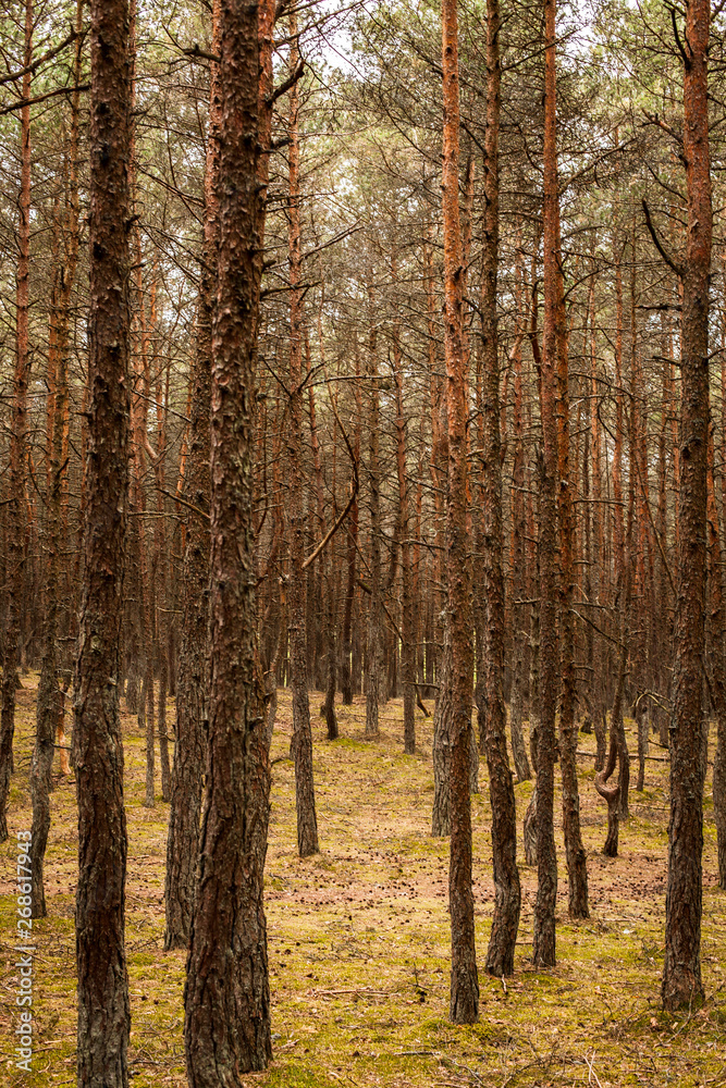 Obraz premium spruce tree trunks in the forest