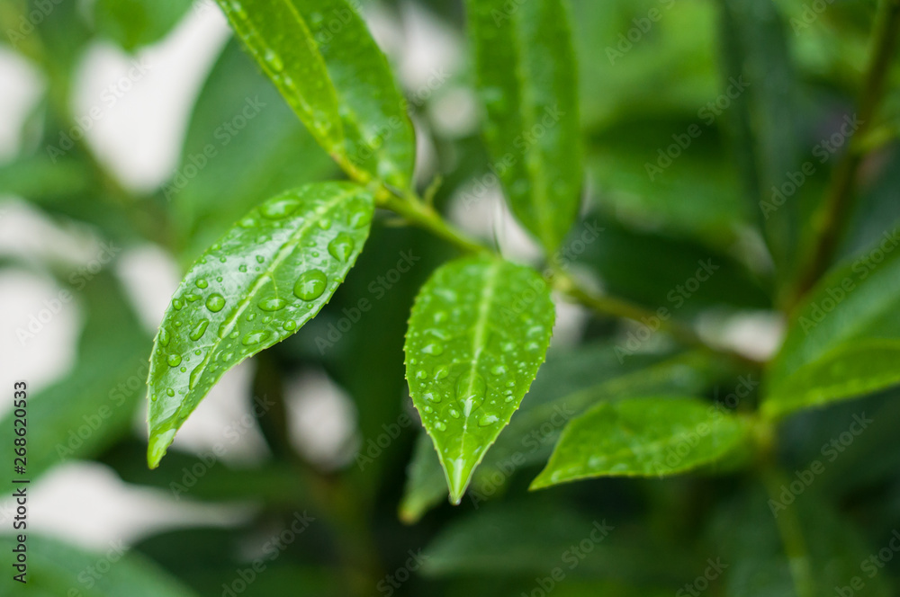 closeup of rain drops on leaves in a garden closeup of rain drops on leaves in a garden