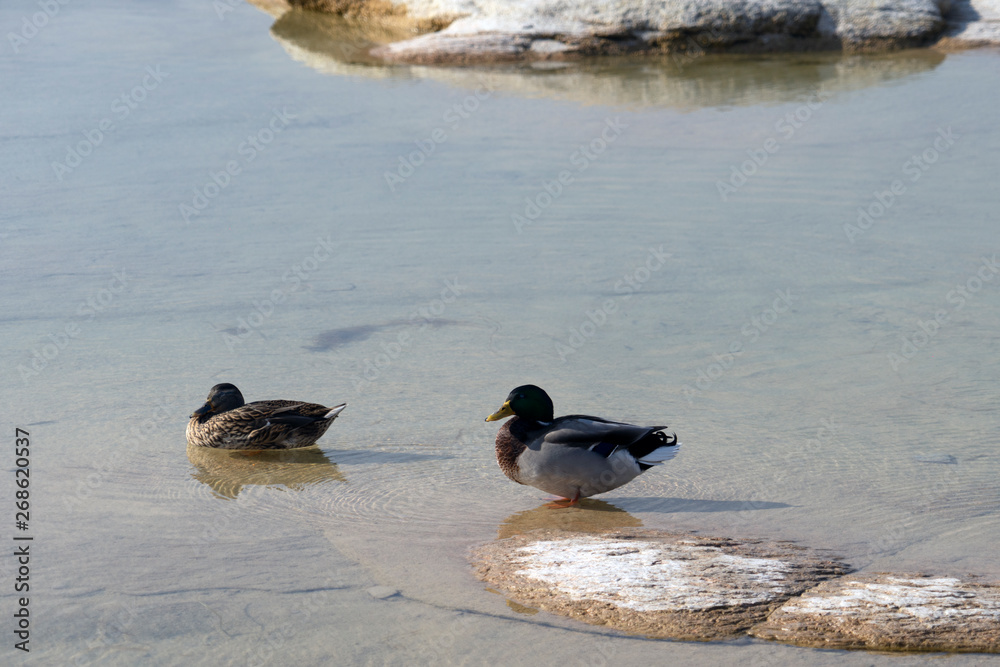 Fototapeta premium Tiere. Vogel.