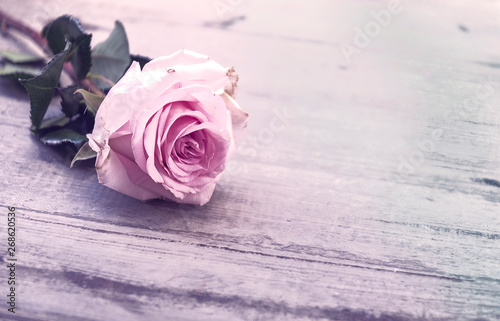 Fototapeta Naklejka Na Ścianę i Meble -  Einzelne Rose in Pink