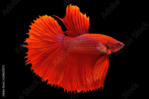 The moving moment beautiful of red half moon siamese betta fish or fancy betta splendens fighting fish in thailand on black background. Thailand called Pla-kad or biting fish.