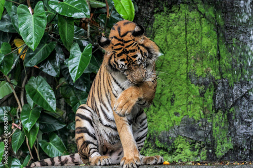 Tiger sit down in forest