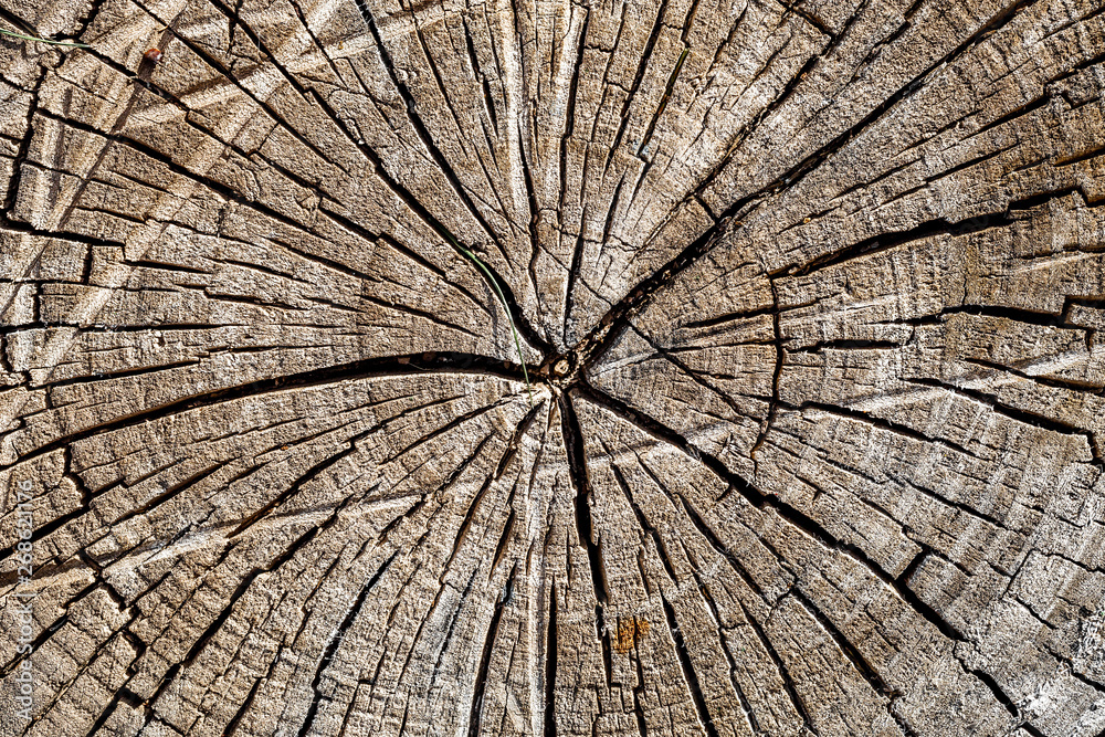 Fototapeta premium old wood texture of tree stump