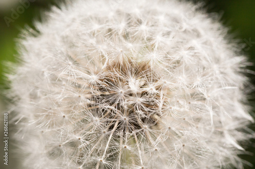 Dandelion close up. Flower background