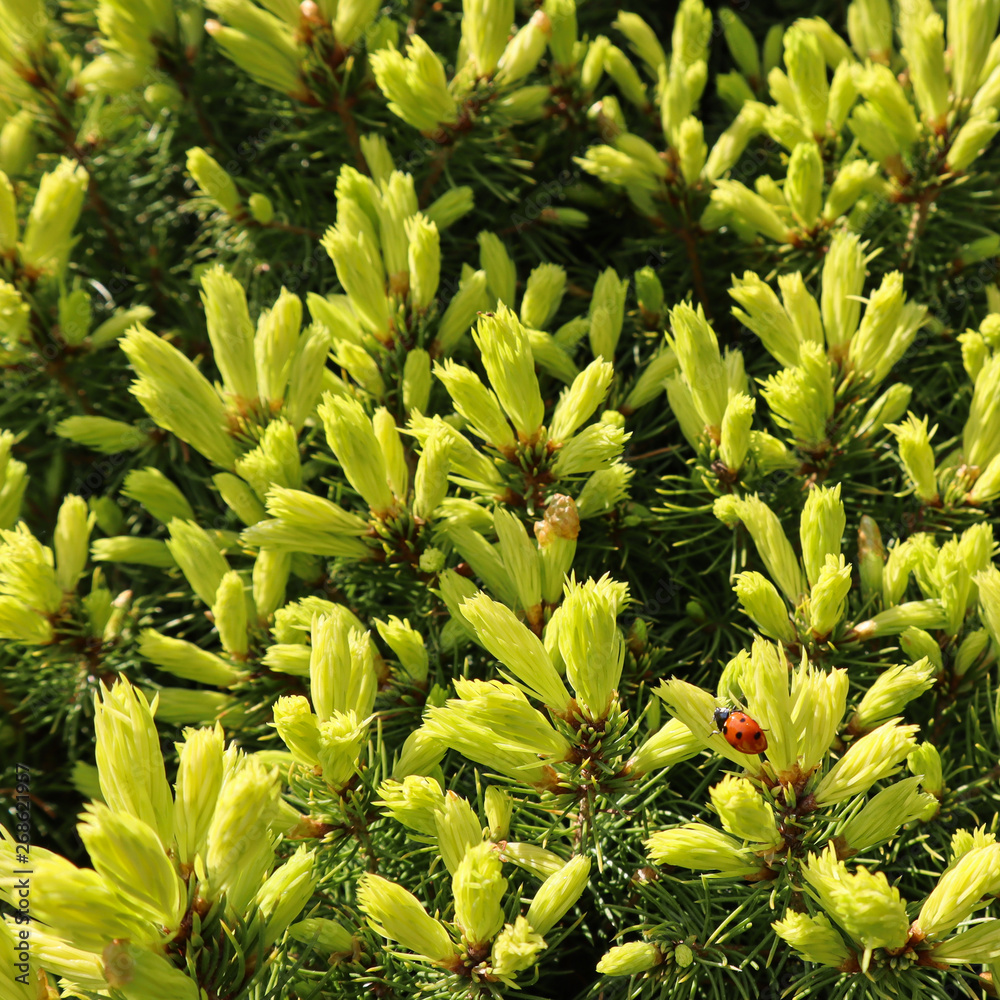 Canadian spruce Picea glauca Conica. White spruce. Decorative coniferous evergreen tree with a ladybug in spring Canadian spruce Picea glauca Conica. White spruce. Decorative coniferous evergreen tree with a ladybug in spring