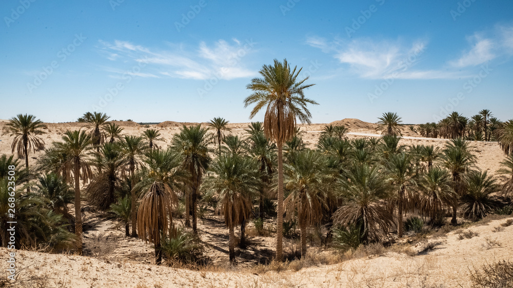 Date palm groves in desert oasis in Algeria