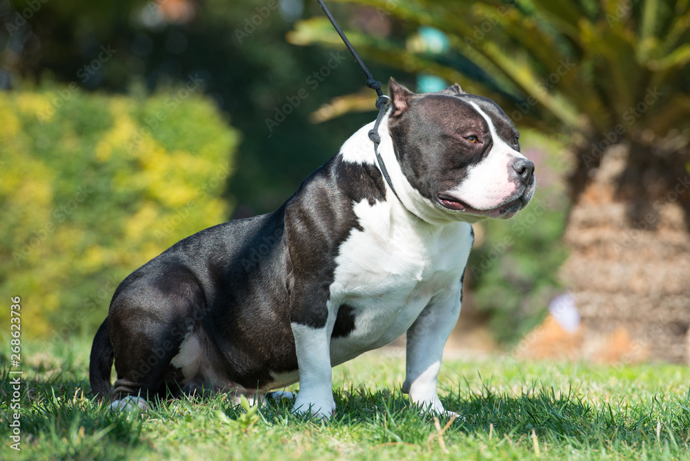 American bully posando en el cesped