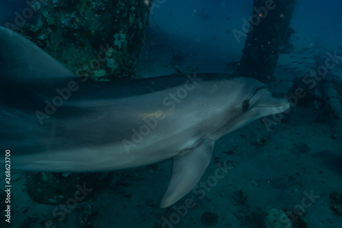 Dolphins swimming with divers in the Red Sea  Eilat Israel 