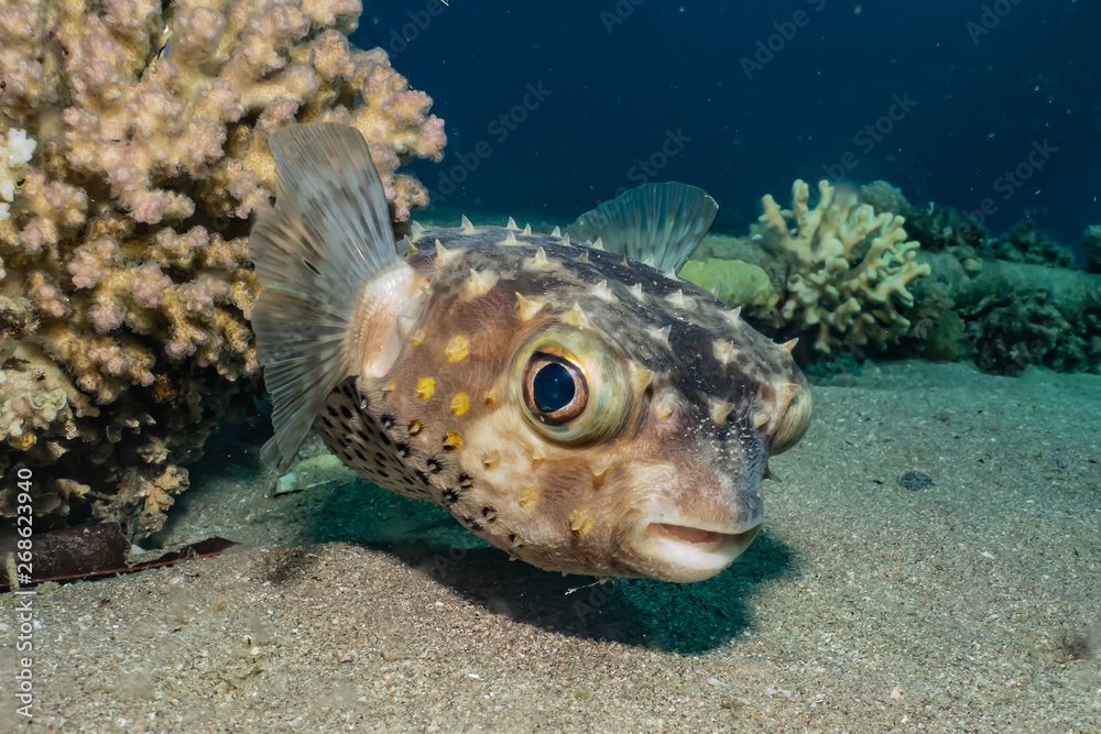 Diodon fish in the Red Sea Colorful and beautiful, Eilat Israel Diodon fish in the Red Sea Colorful and beautiful, Eilat Israel