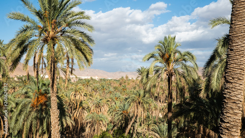 Date palm groves in desert oasis in Algeria © CHAO