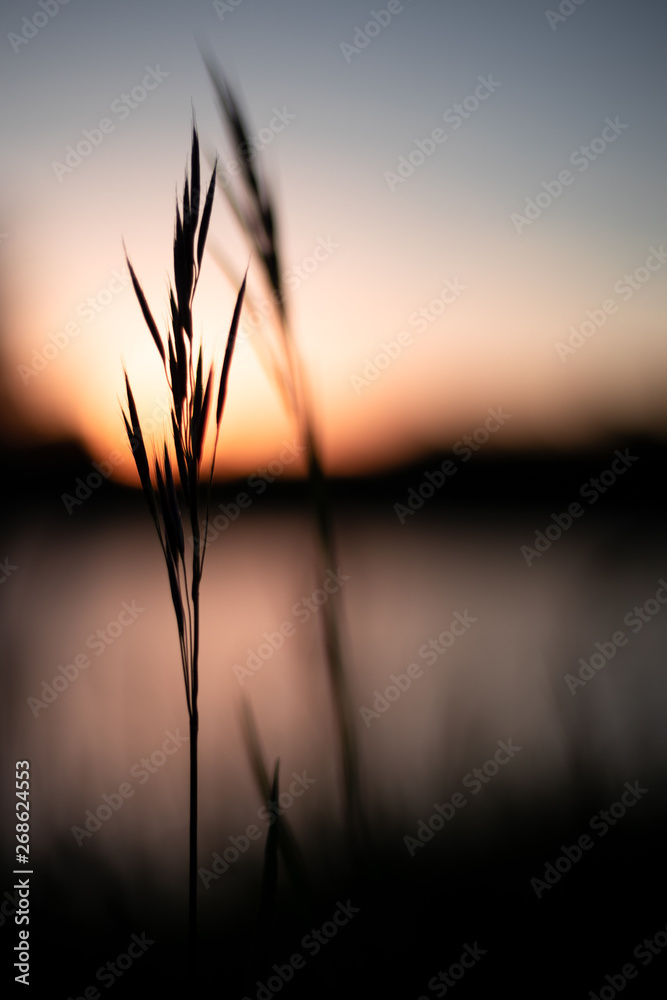 Fototapeta premium Sunset with a beautiful bokeh and grass in the front