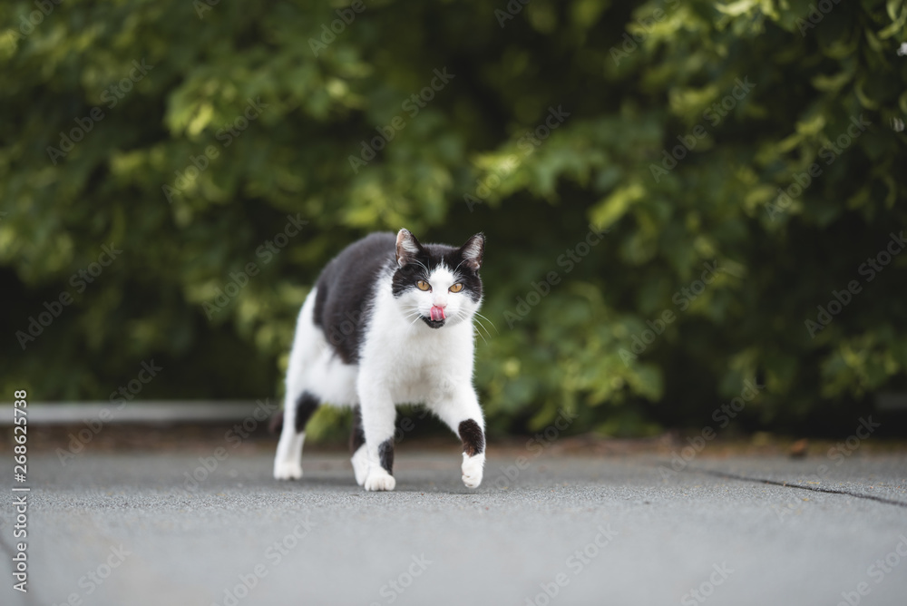 black and white domestic shorthair cat walking over rooftop looking at camera sticking out tongue